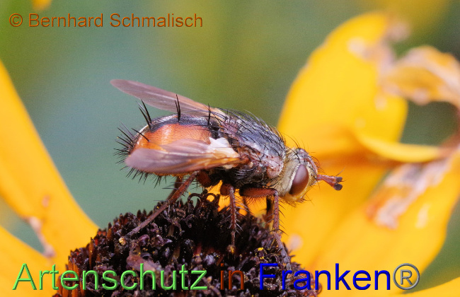 © Artenschutz in Franken® / Bernhard Schmalisch Bild zum Eintrag (1056736-160)