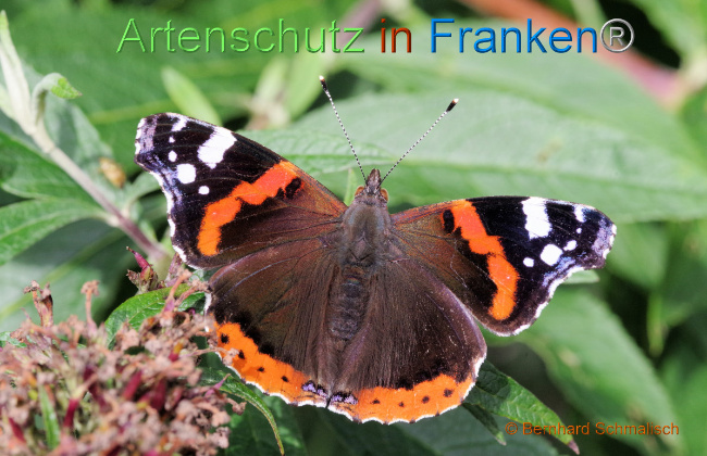 © Artenschutz in Franken® / Bernhard Schmalisch Bild zum Eintrag (1056819-160)