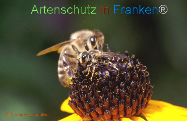 © Artenschutz in Franken® / Bernhard Schmalisch Bild zum Eintrag (1056825-160)