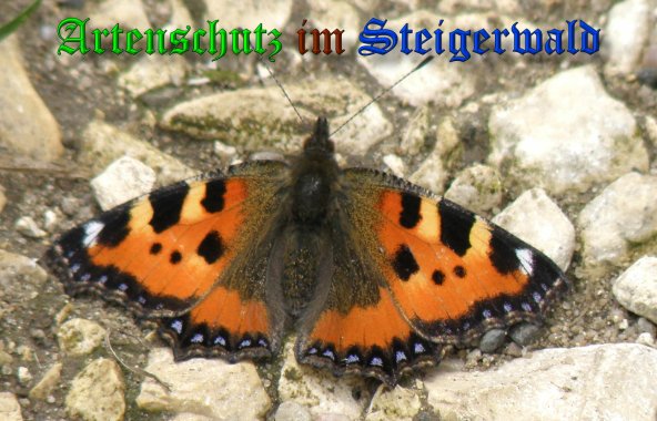 Copyright AiS- Albert Meier Bild zum Eintrag (1056833-160)