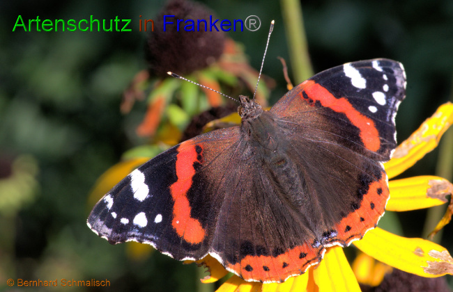 © Artenschutz in Franken® / Bernhard Schmalisch Bild zum Eintrag (1056866-160)