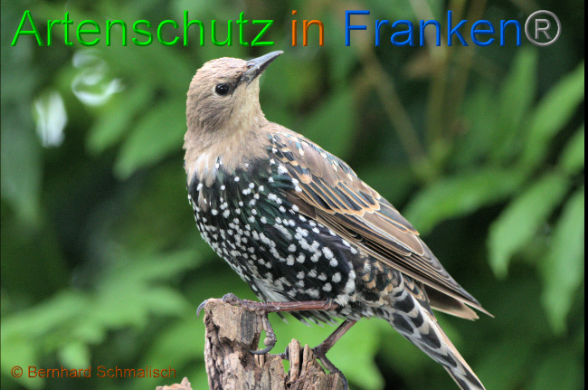© Artenschutz in Franken® / Bernhard Schmalisch Bild zum Eintrag (1056893-160)
