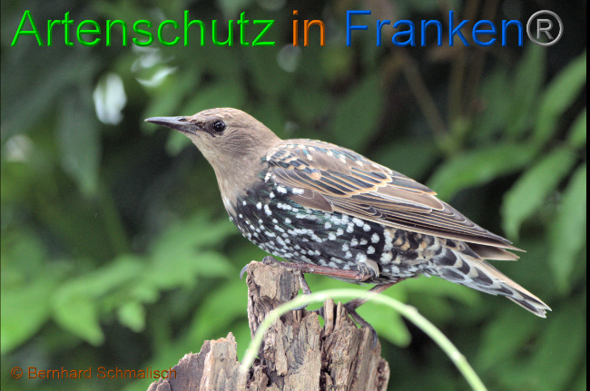 © Artenschutz in Franken® / Bernhard Schmalisch Bild zum Eintrag (1056894-160)
