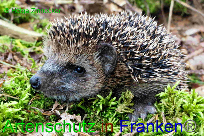 © Artenschutz in Franken® Bild zum Eintrag (1057026-160)