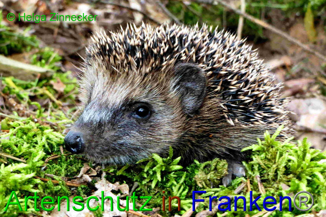 © Artenschutz in Franken® Bild zum Eintrag (1057027-160)