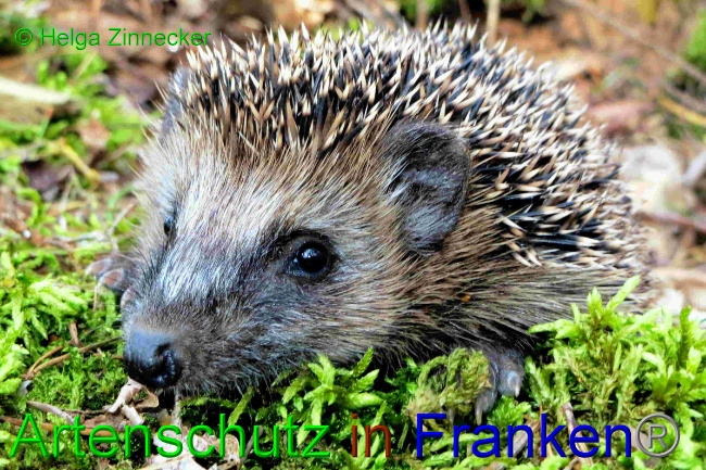 © Artenschutz in Franken® Bild zum Eintrag (1057028-160)