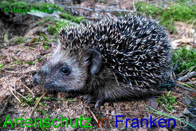 © Artenschutz in Franken® / Helga Zinnecker Bild zum Eintrag (1057034-160)