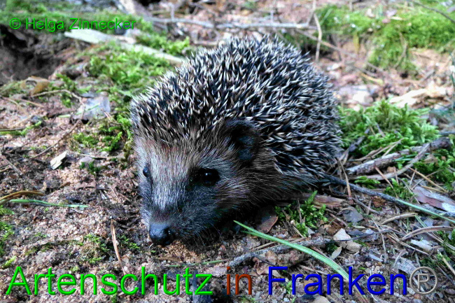 © Artenschutz in Franken® / Helga Zinnecker Bild zum Eintrag (1057035-160)