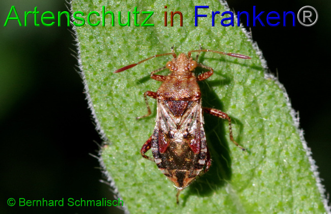 © Artenschutz in Franken® / Bernhard Schmalisch Bild zum Eintrag (1057064-160)