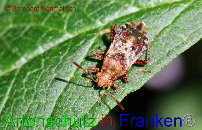 © Artenschutz in Franken® / Bernhard Schmalisch Bild zum Eintrag (1057065-160)