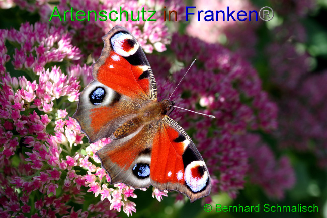 © Artenschutz in Franken® / Bernhard Schmalisch Bild zum Eintrag (1057068-160)