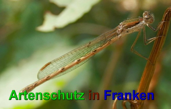 Copyright AiS- Albert Meier Bild zum Eintrag (1057272-160)