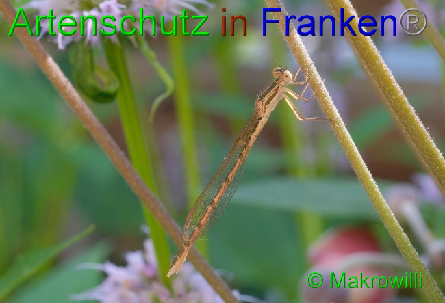 © Artenschutz in Franken® / Makrowilli Bild zum Eintrag (1057274-160)