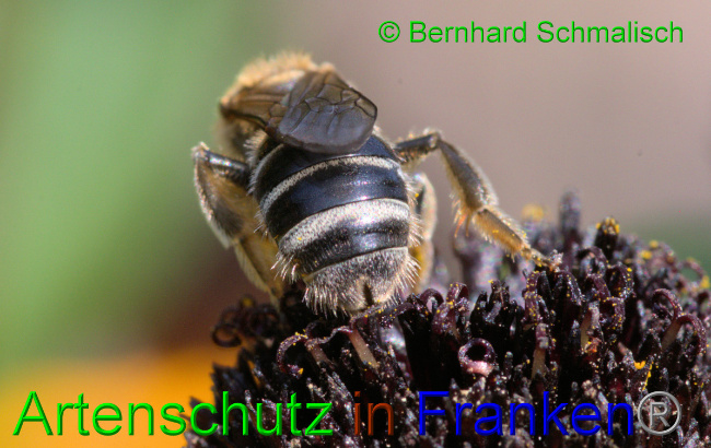 © Artenschutz in Franken® / Bernhard Schmalisch Bild zum Eintrag (1057281-160)