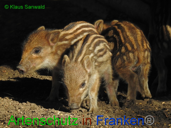 © Artenschutz in Franken® / Klaus Sanwald Bild zum Eintrag (1057556-160)