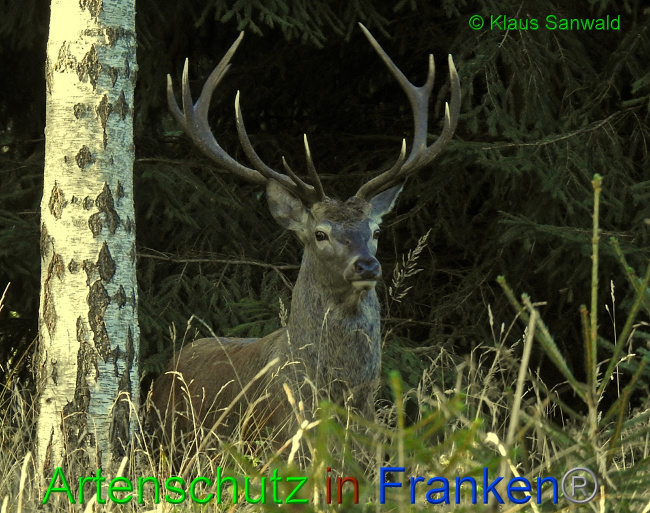 © Artenschutz in Franken® / Klaus Sanwald Bild zum Eintrag (1057573-160)