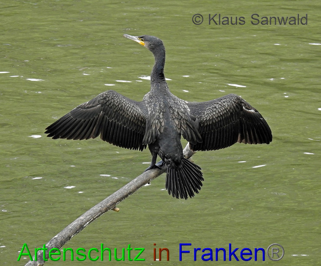 © Artenschutz in Franken® / Klaus Sanwald Bild zum Eintrag (1057599-160)