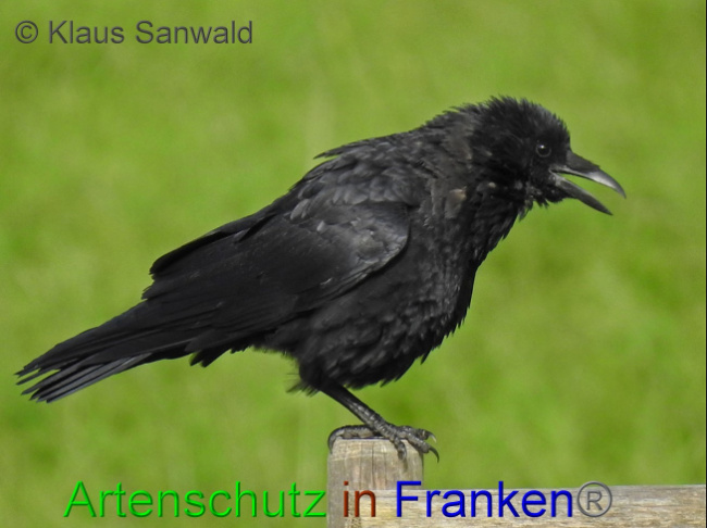© Artenschutz in Franken® / Klaus Sanwald Bild zum Eintrag (1057601-160)