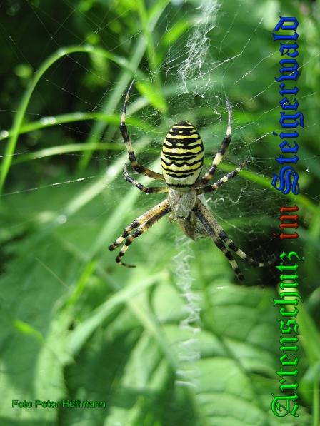 Copyright AiS - Peter Hoffmann Bild zum Eintrag (1057724-160)