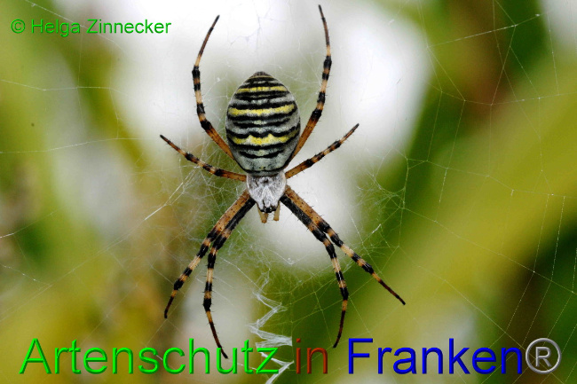 © Artenschutz in Franken® / Helga Zinnecker Bild zum Eintrag (1057729-160)