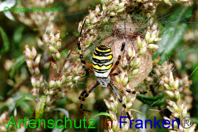 © Artenschutz in Franken® / Helga Zinnecker Bild zum Eintrag (1057730-160)