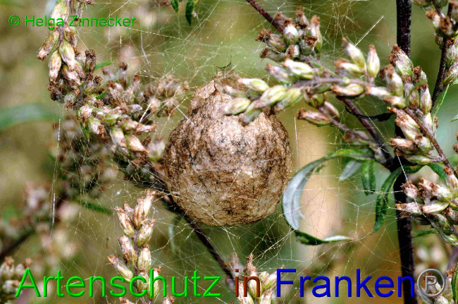 © Artenschutz in Franken® / Helga Zinnecker Bild zum Eintrag (1057731-160)