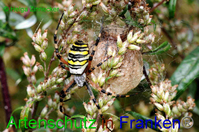 © Artenschutz in Franken® / Helga Zinnecker Bild zum Eintrag (1057733-160)