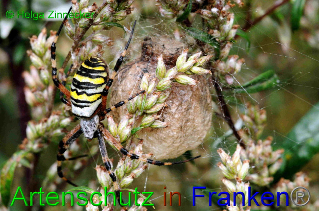© Artenschutz in Franken® / Helga Zinnecker Bild zum Eintrag (1057734-160)