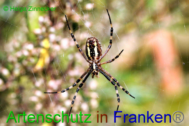 © Artenschutz in Franken® / Helga Zinnecker Bild zum Eintrag (1057735-160)