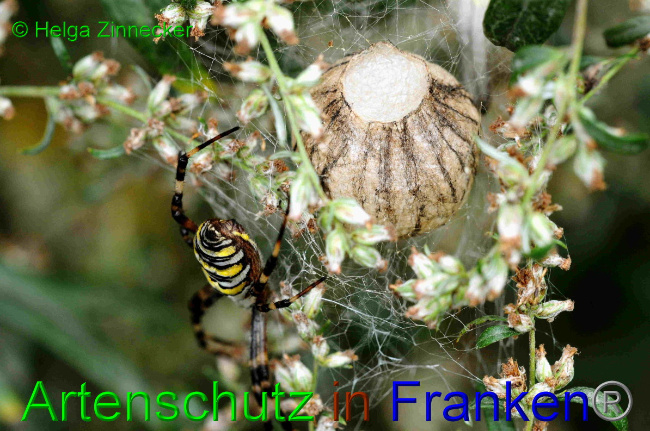 © Artenschutz in Franken® / Helga Zinnecker Bild zum Eintrag (1057737-160)