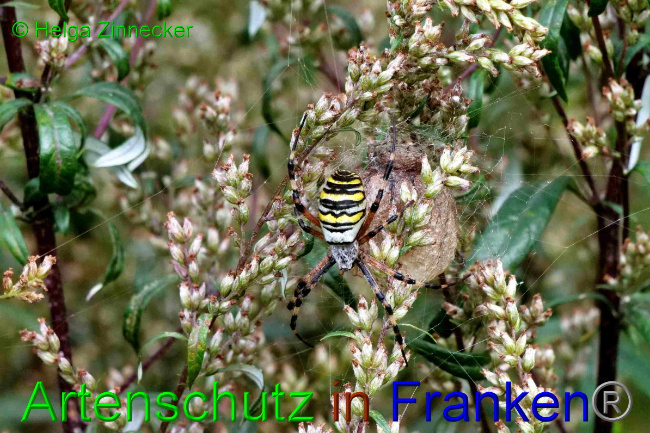 © Artenschutz in Franken® / Helga Zinnecker Bild zum Eintrag (1057738-160)