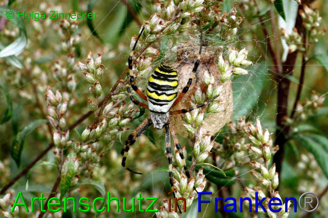 © Artenschutz in Franken® / Helga Zinnecker Bild zum Eintrag (1057739-160)