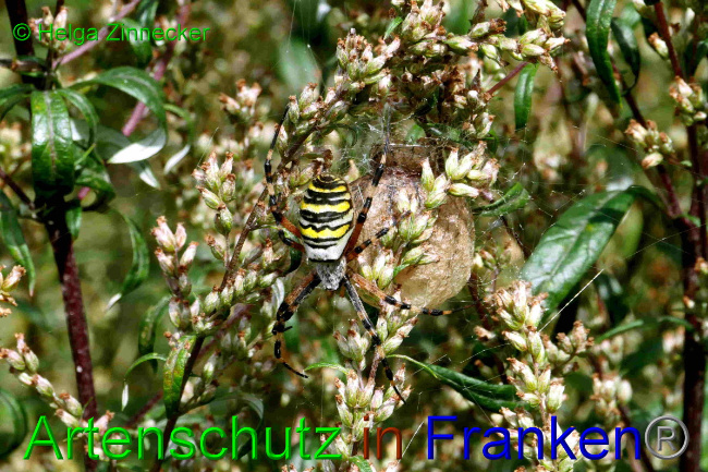 © Artenschutz in Franken® / Helga Zinnecker Bild zum Eintrag (1057741-160)