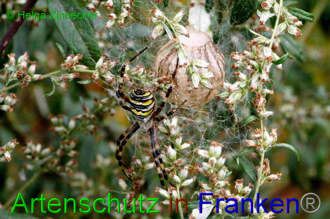 © Artenschutz in Franken® / Helga Zinnecker Bild zum Eintrag (1057742-160)