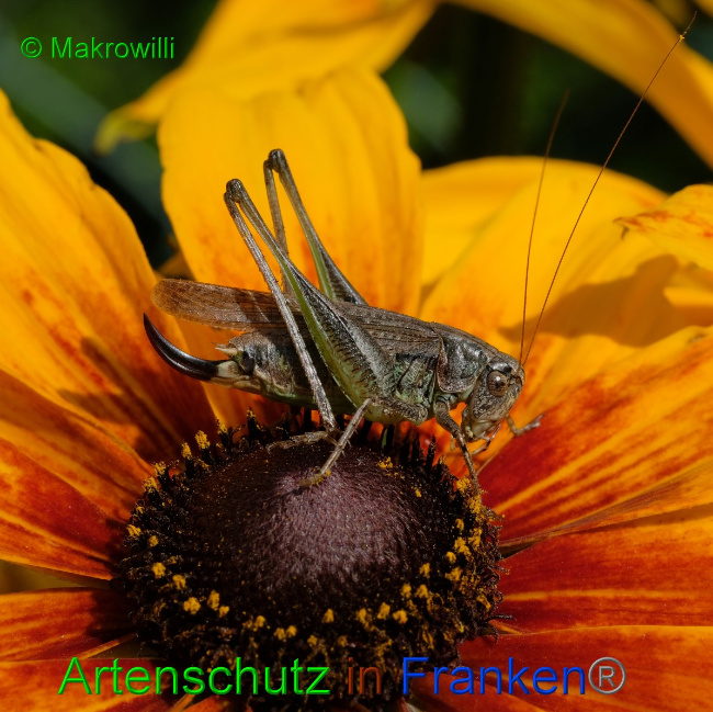 © Artenschutz in Franken® / Makrowilli Bild zum Eintrag (1057792-160)