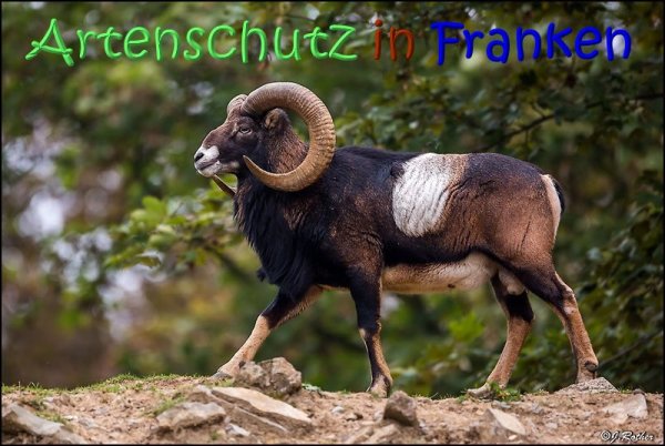 Copyright AiS Johannes Rother Bild zum Eintrag (1057995-160)