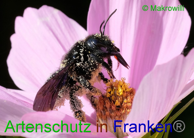 © Artenschutz in Franken® / Makrowilli Bild zum Eintrag (1058235-160)