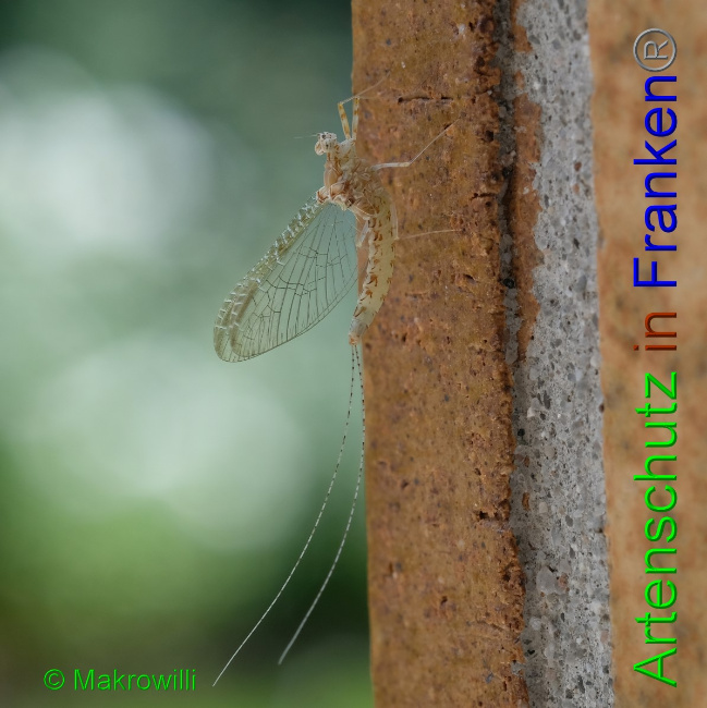 © Artenschutz in Franken® / Makrowilli Bild zum Eintrag (1058241-160)