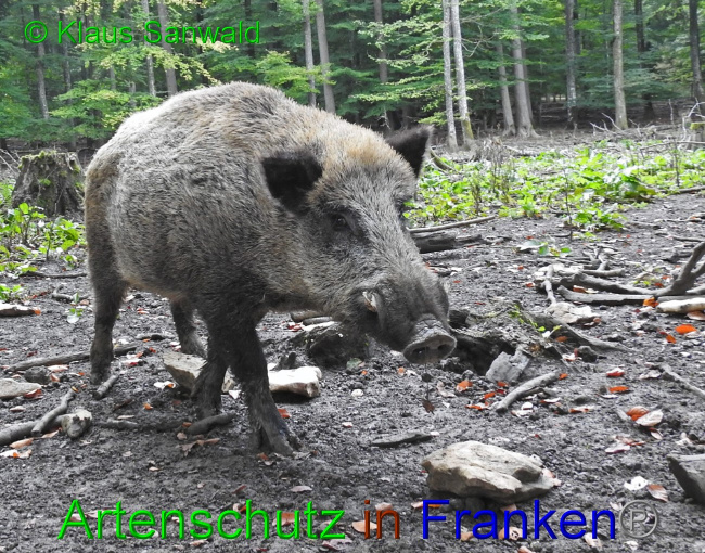 © Artenschutz in Franken® / Klaus Sanwald Bild zum Eintrag (1058318-160)