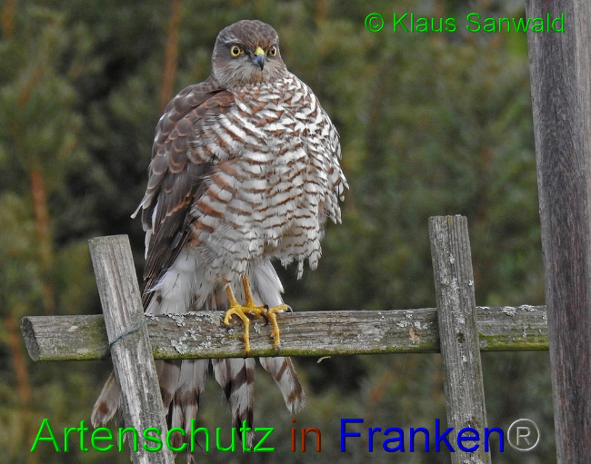 © Artenschutz in Franken® / Klaus Sanwald Bild zum Eintrag (1058329-160)