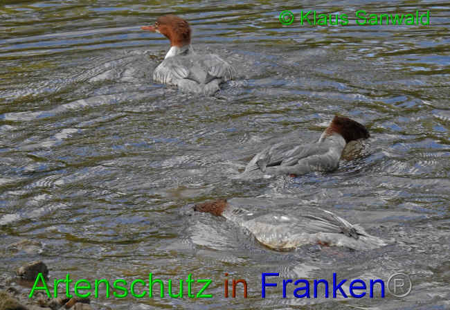 © Artenschutz in Franken® / Klaus Sanwald Bild zum Eintrag (1058331-160)
