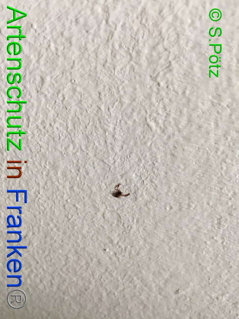 © Artenschutz in Franken® / S.Pötz Bild zum Eintrag (1058491-160)