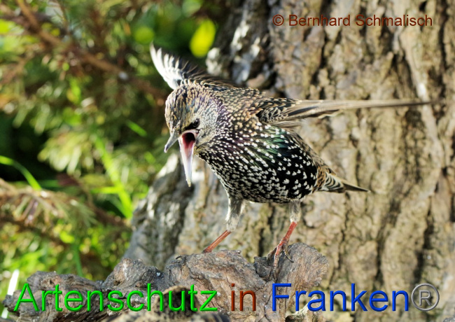 © Artenschutz in Franken® / Bernhard Schmalisch Bild zum Eintrag (1058784-160)