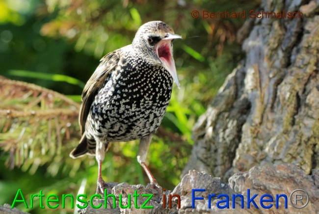© Artenschutz in Franken® / Bernhard Schmalisch Bild zum Eintrag (1058786-160)