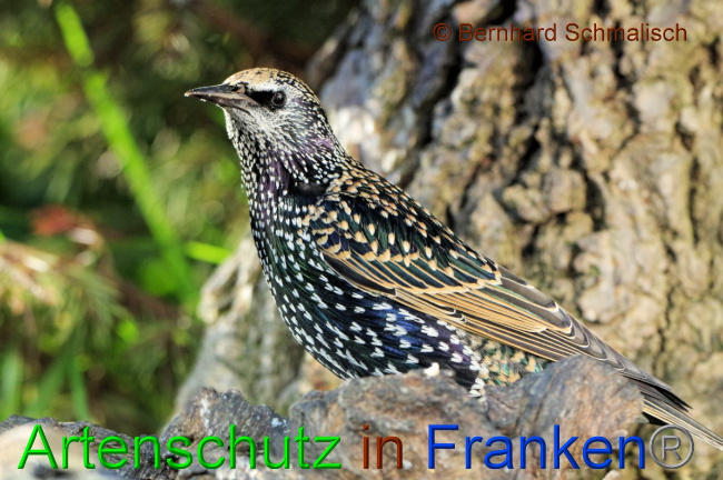 © Artenschutz in Franken® / Bernhard Schmalisch Bild zum Eintrag (1058787-160)