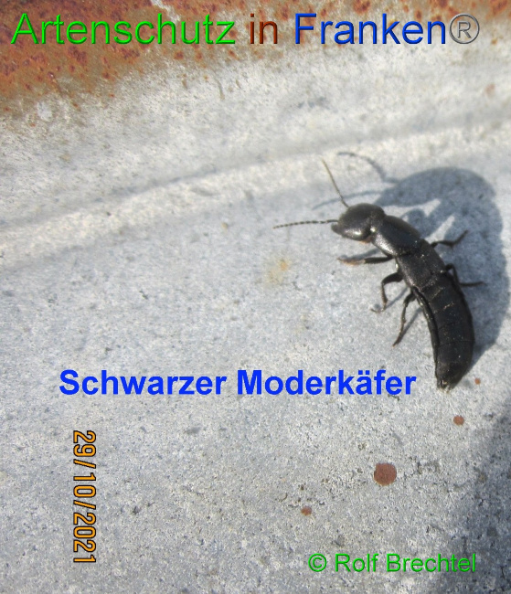 © Artenschutz in Franken® / Rolf Brechtel Bild zum Eintrag (1058976-160)