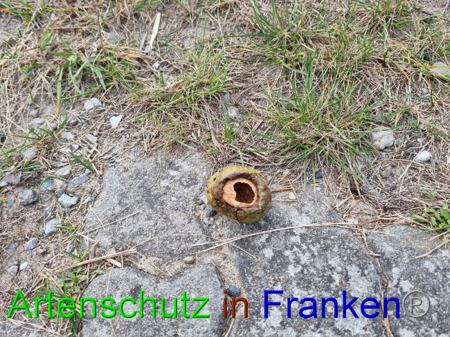 © Artenschutz in Franken® Bild zum Eintrag (1059433-160)