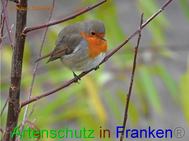 © Artenschutz in Franken® / Klaus Sanwald Bild zum Eintrag (1060243-160)