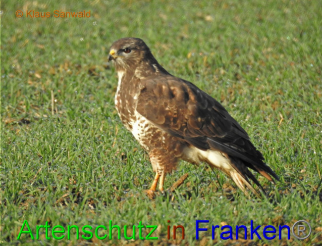 © Artenschutz in Franken® / Klaus Sanwald Bild zum Eintrag (1060245-160)