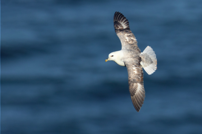 © Verein Jordsand / Thorsten Runge Bild zum Eintrag (1060662-160)